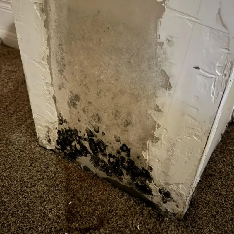Professional Mold Removal in Ada, OH